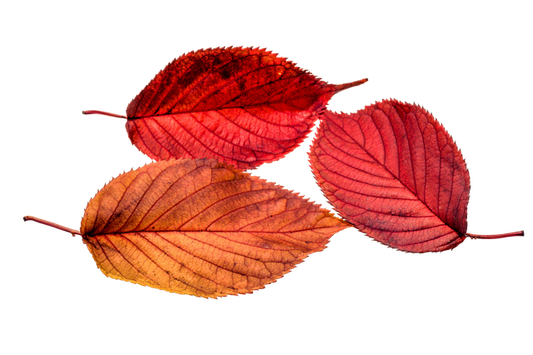 Corona - Regeln ab 01. Oktober 2022